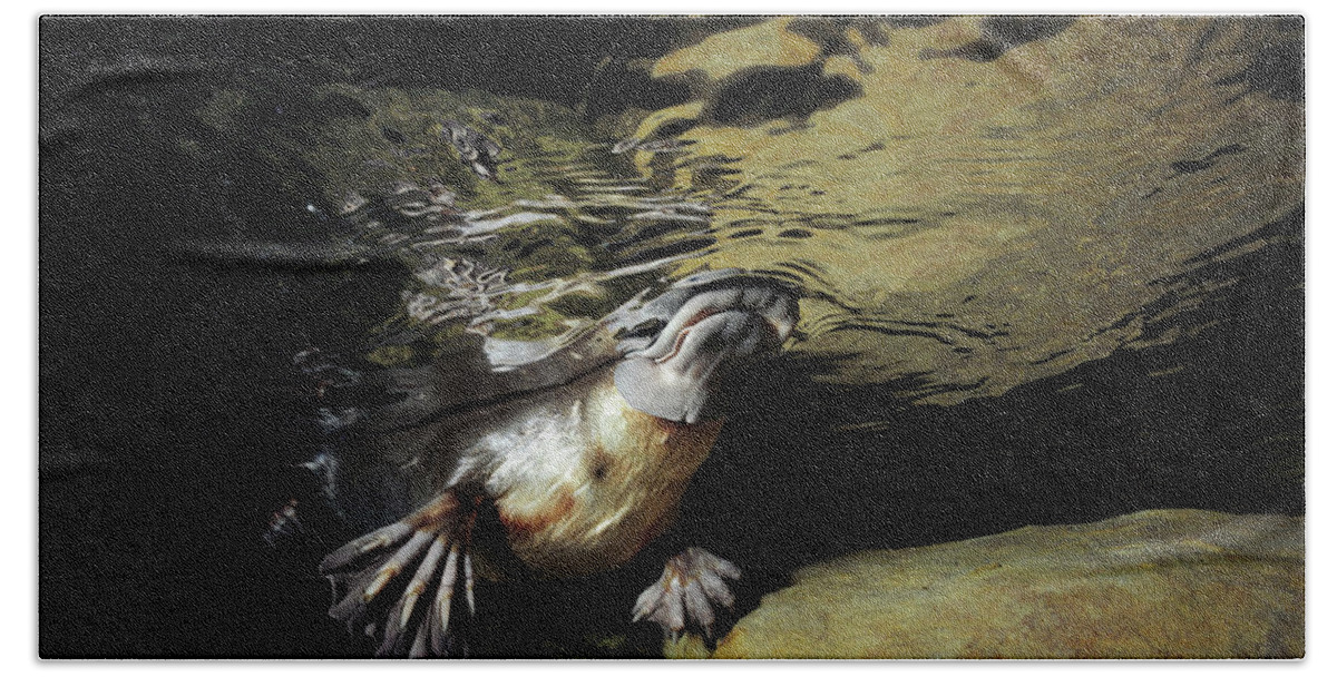 David Parer-cook Beach Towel featuring the photograph Platypus Surfacing by David Parer and Elizabeth Parer-Cook