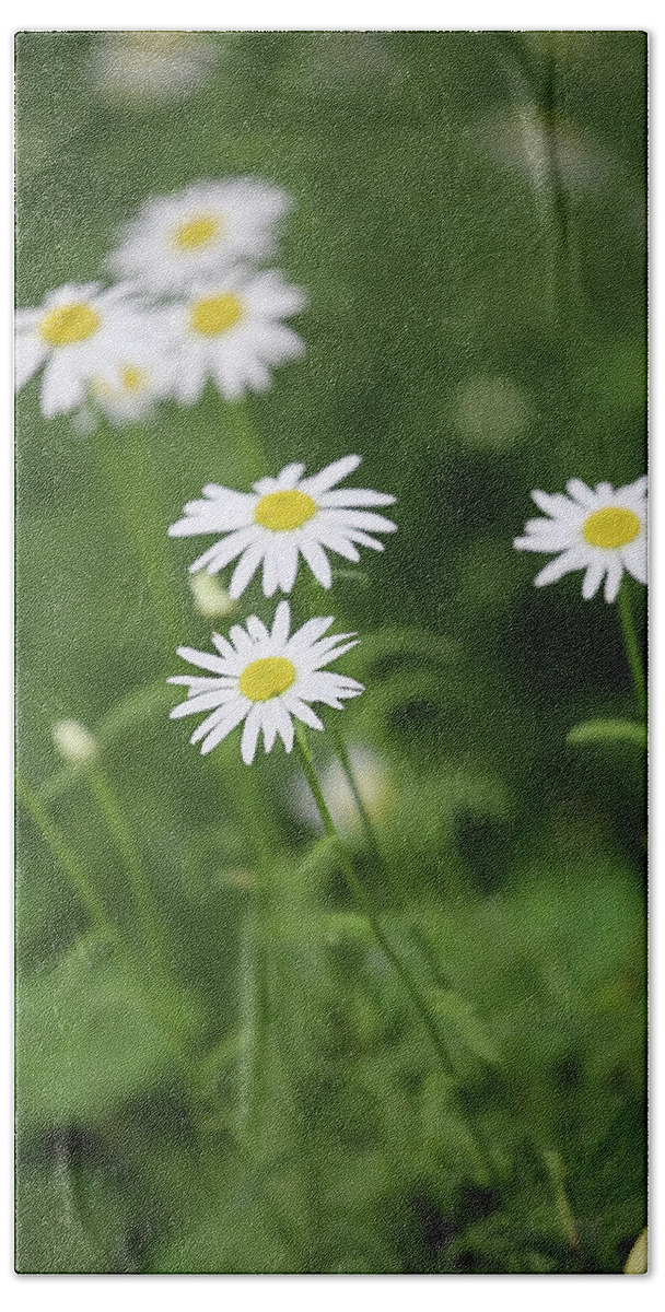 Daisies Beach Towel featuring the photograph Playful Daisies by Theresa Campbell