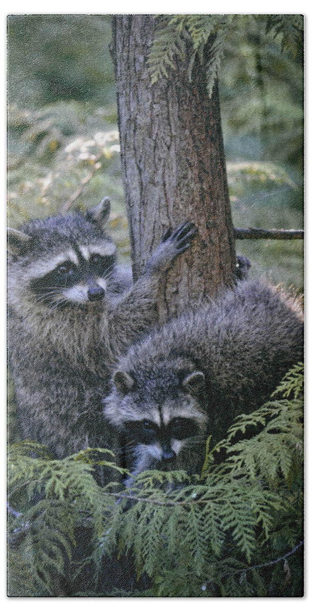 Raccoons Beach Sheet featuring the photograph Playing in the Woods by Maria Angelica Maira