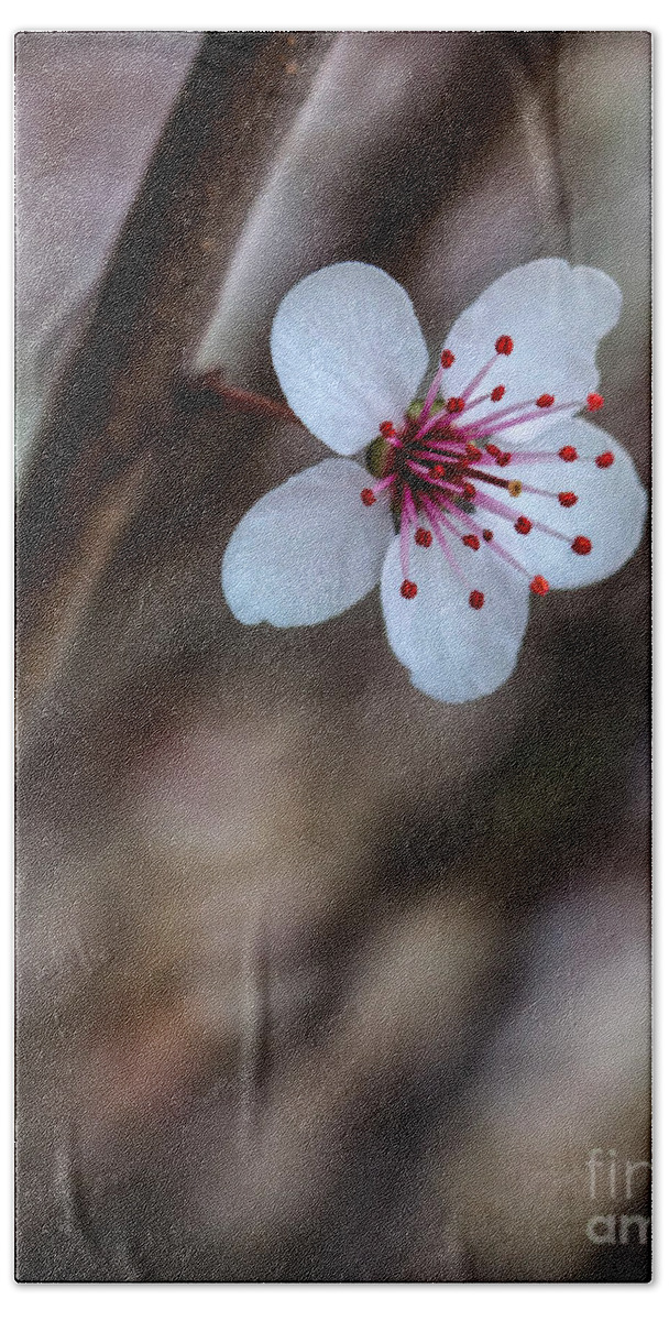  Beach Towel featuring the photograph Plum Flower by Michael Arend