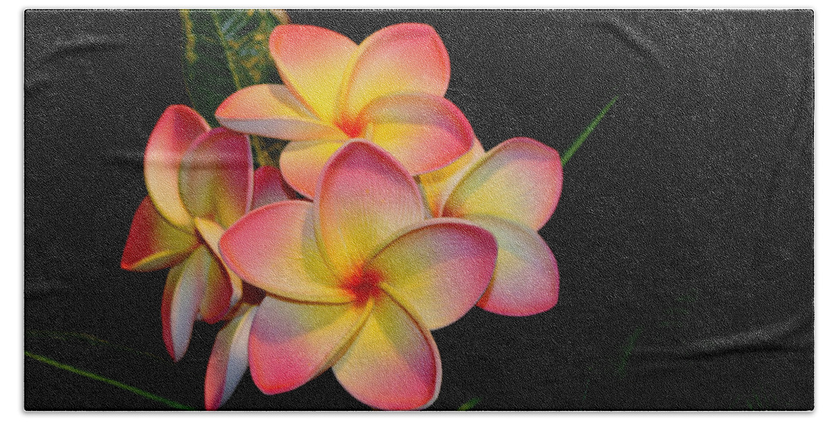 Plumeria Beach Towel featuring the photograph Plumeria by Living Color Photography Lorraine Lynch