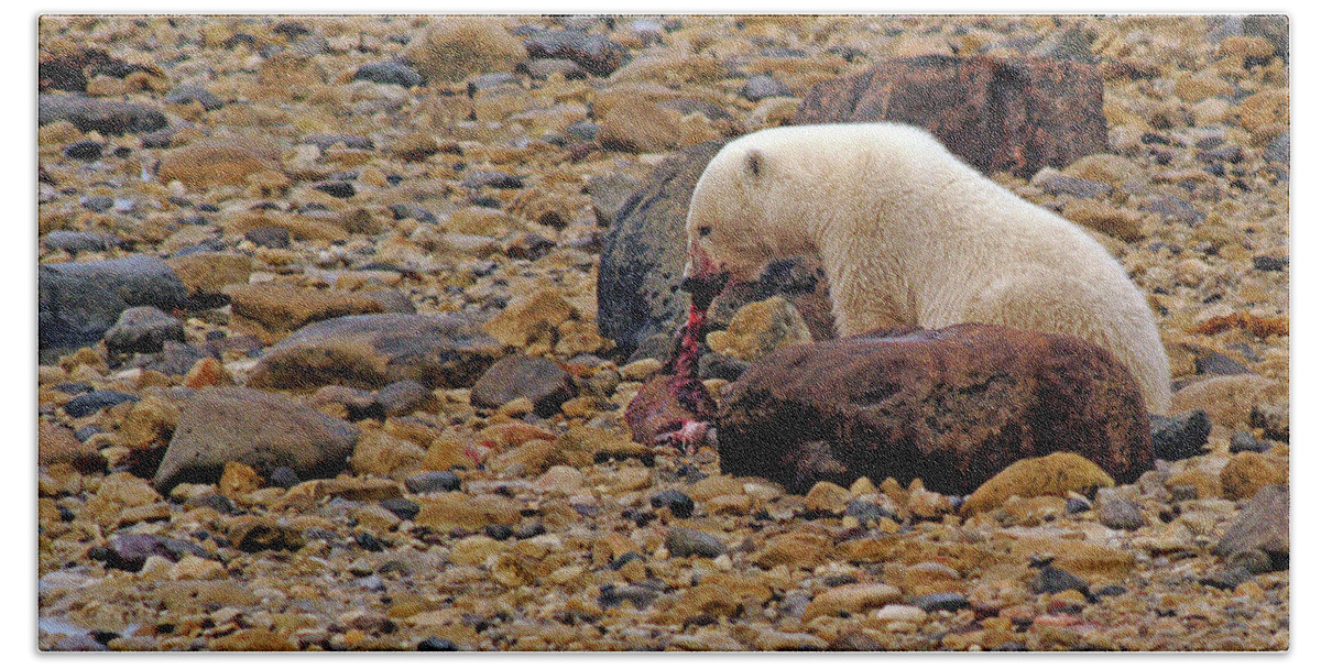 Polar Beach Towel featuring the photograph Polar Bear Eating Ringed Seal by Ted Keller