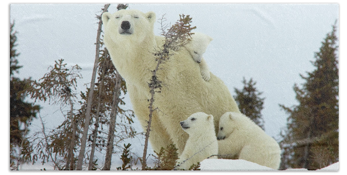 006101009 Beach Towel featuring the photograph Polar Bear Mom and Cubs by Matthias Breiter