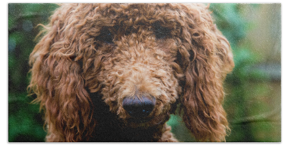 Poodle Beach Sheet featuring the photograph Poodle Pup by Jennifer Ancker