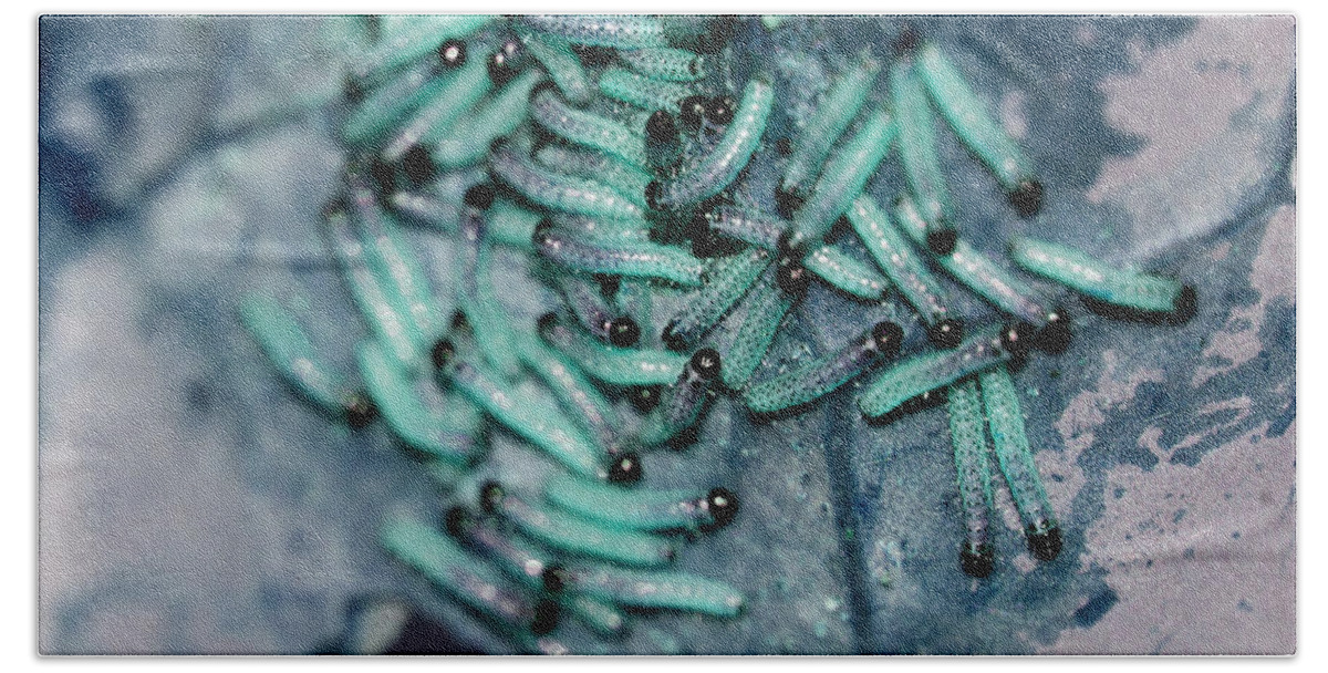 Caterpillars Beach Sheet featuring the photograph Pop Macro No. 1 by Laura Melis