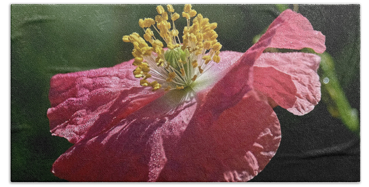 Poppy Flower Beach Sheet featuring the photograph Poppy close-up by Ronda Ryan
