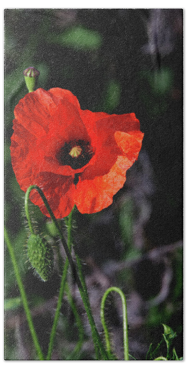 Poppy Beach Towel featuring the photograph Poppy story by Chris Day