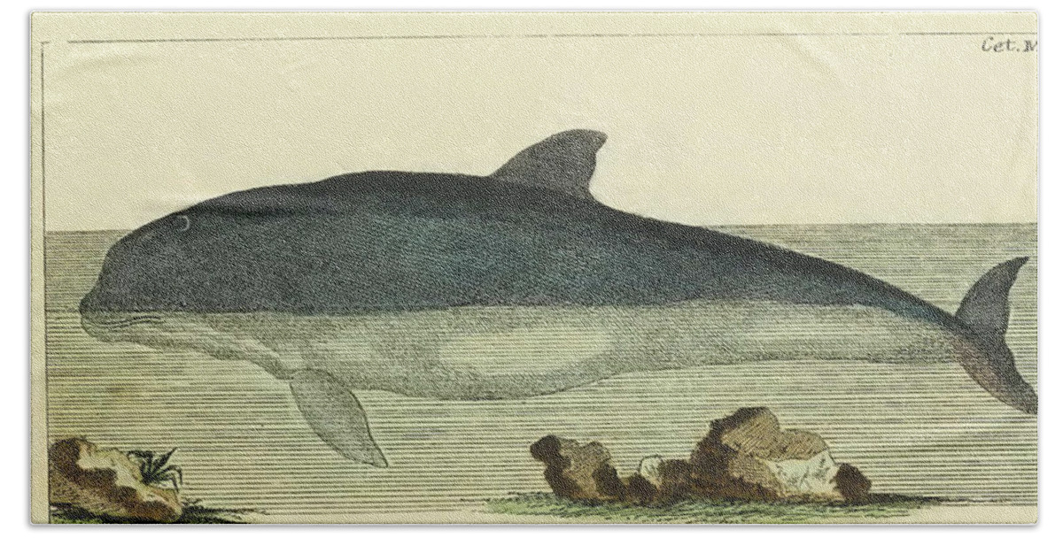 Gottlieb August Lange Beach Towel featuring the drawing Porpoise by G.A. Lange 1780 by Art MacKay