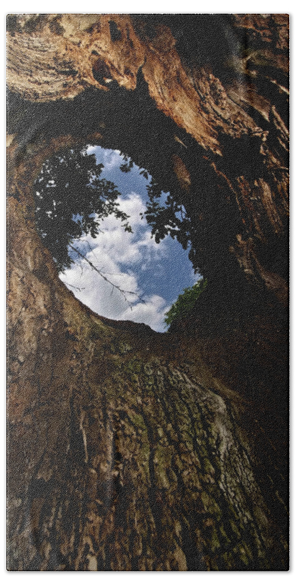 Tree Beach Towel featuring the photograph Portal by Neil Shapiro