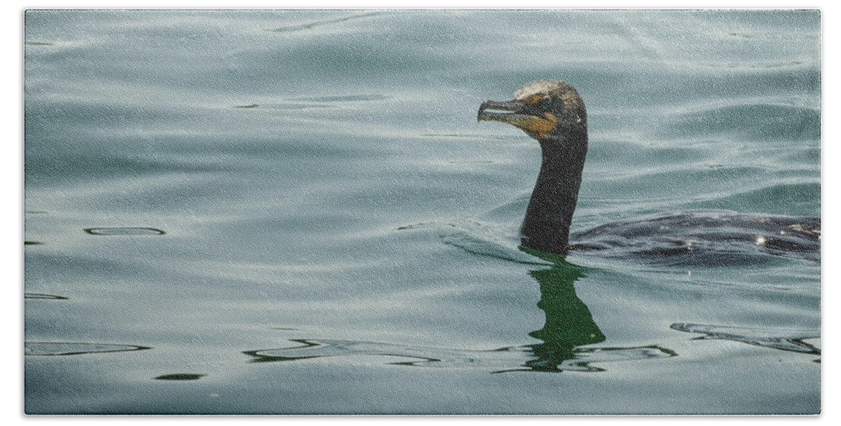 Wildlife Beach Towel featuring the photograph Portrait of a cormorant by Claudia M Photography