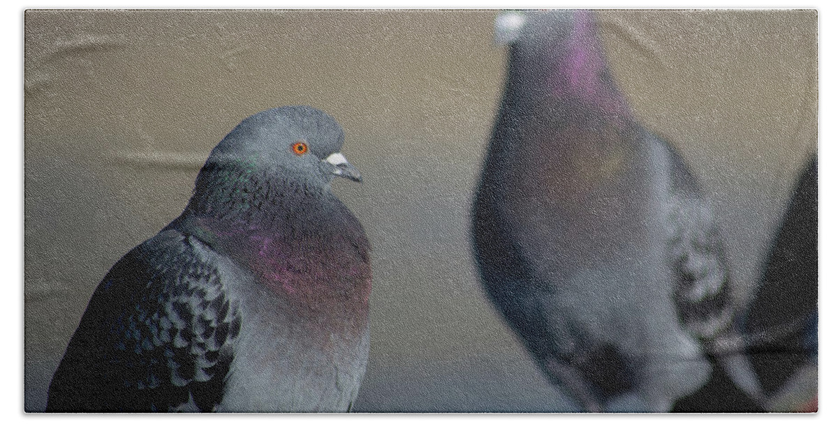 Bird Beach Towel featuring the photograph Portrait of A Pigeon by Lora Lee Chapman