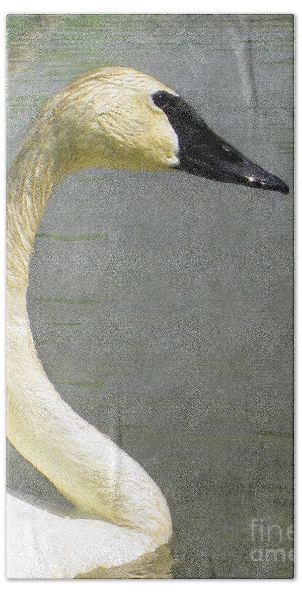 Swan Beach Towel featuring the photograph Portrait of a Pond Swan by Nina Silver