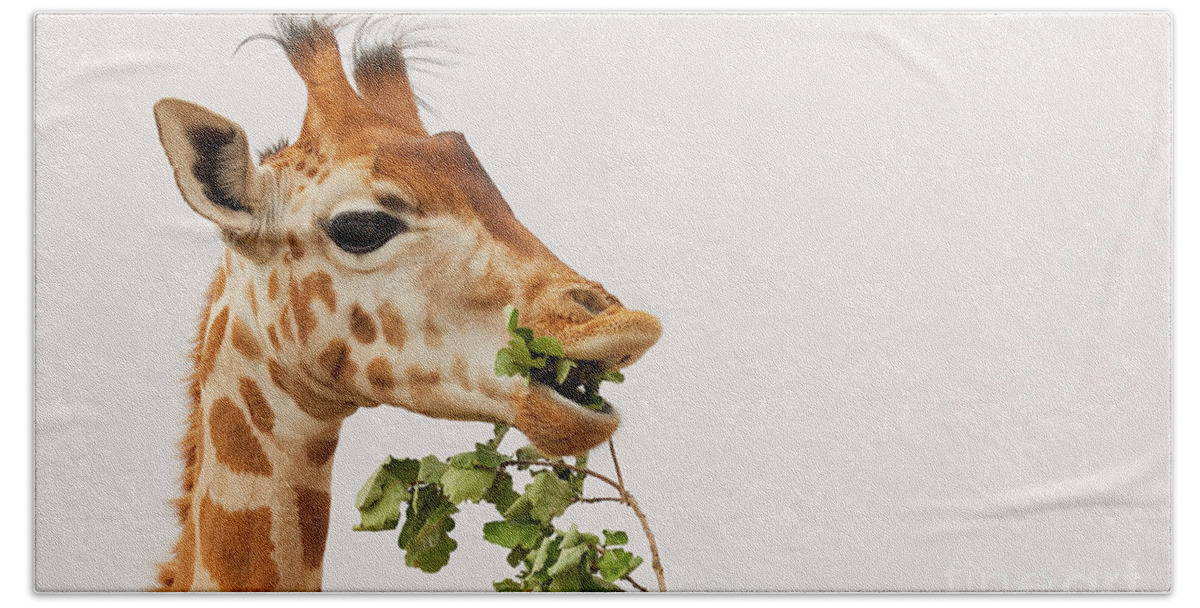 Africa Beach Sheet featuring the photograph Portrait of a Rothschild Giraffe III by Nick Biemans