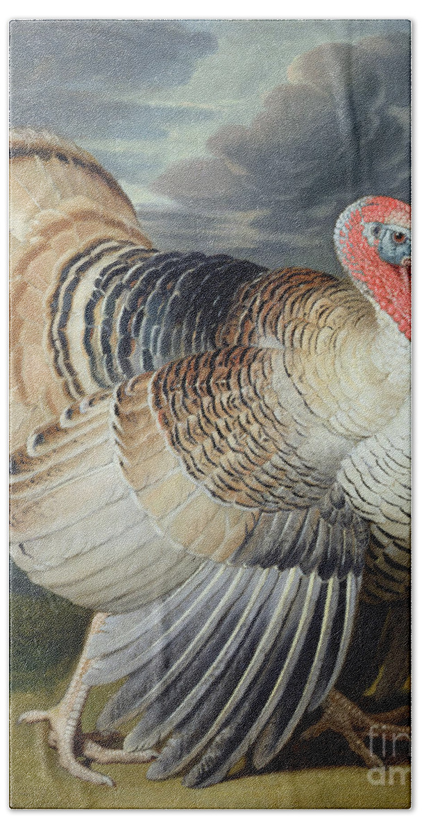 Portrait Beach Towel featuring the painting Portrait of a Turkey by Johann Wenceslaus Peter Wenzal