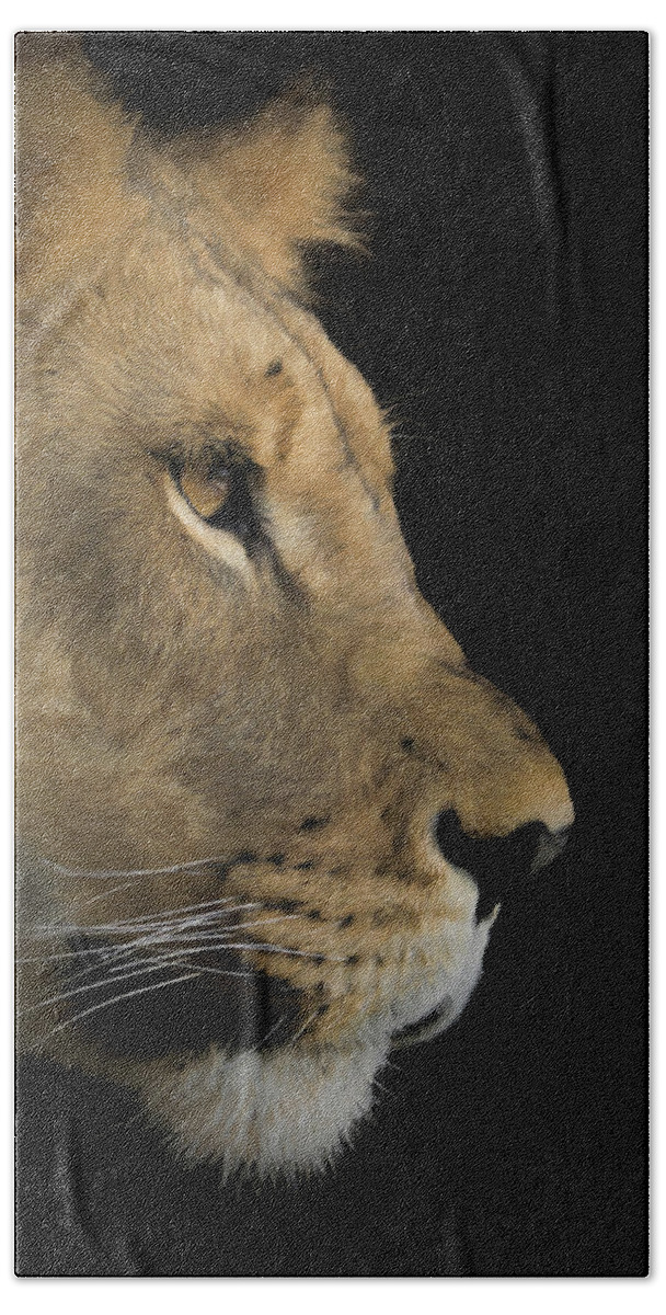 Africa Beach Sheet featuring the digital art Portrait of a Young Lion by Ernest Echols