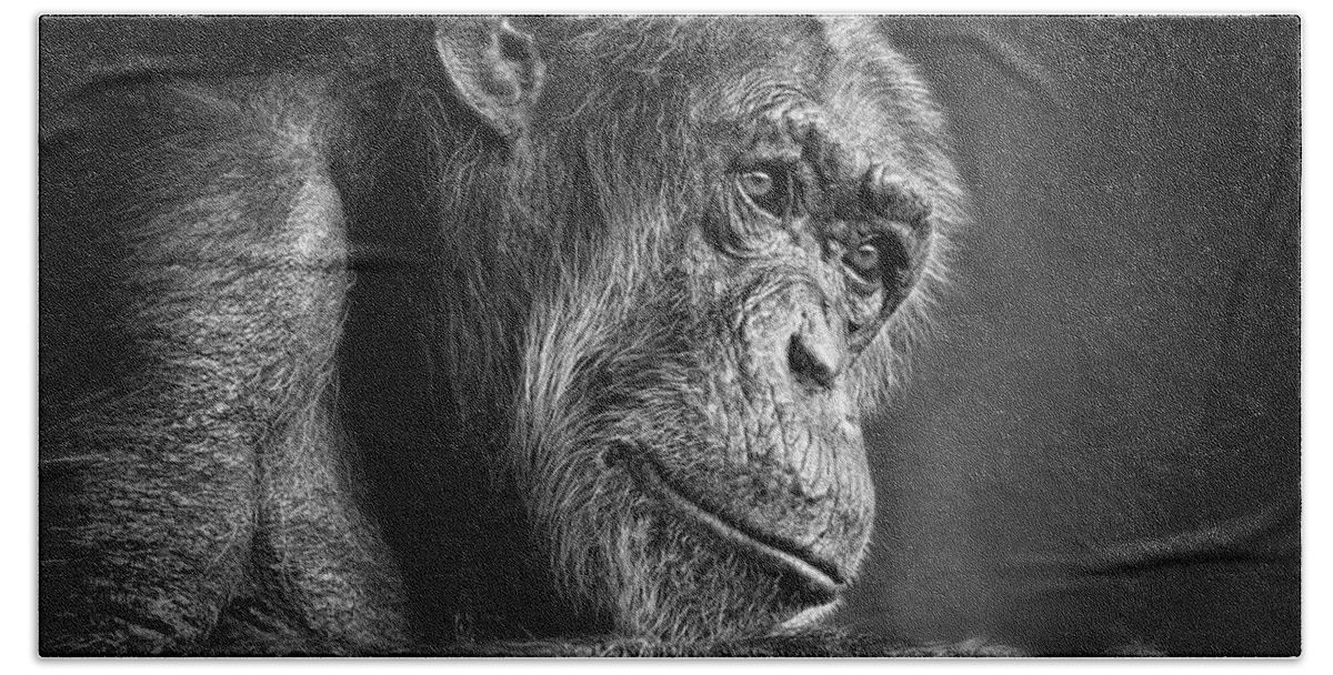 Portrait Of An Elderly Chimp Beach Towel featuring the photograph Portrait of an Elderly Chimp III by Jim Fitzpatrick