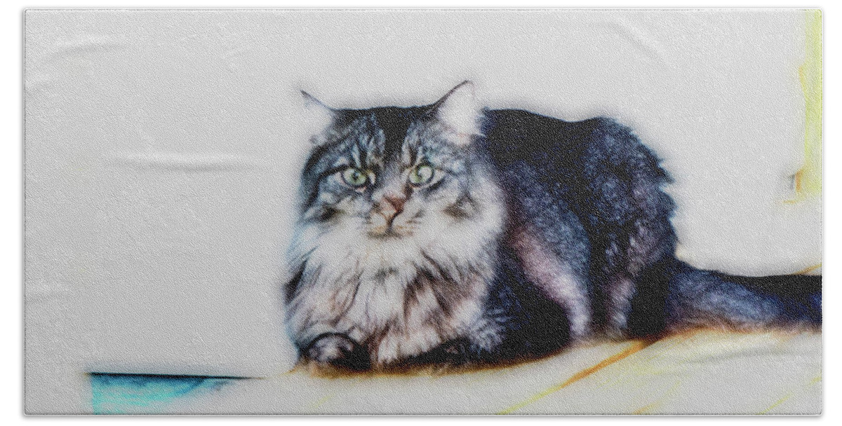 Maine Coon Beach Sheet featuring the photograph Portrait of Maine Coon, Mattie by Gina O'Brien