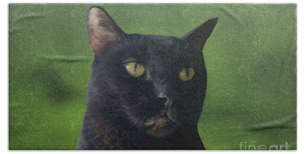 Cat Beach Towel featuring the photograph Portrait of Salem the Cat by Janette Boyd