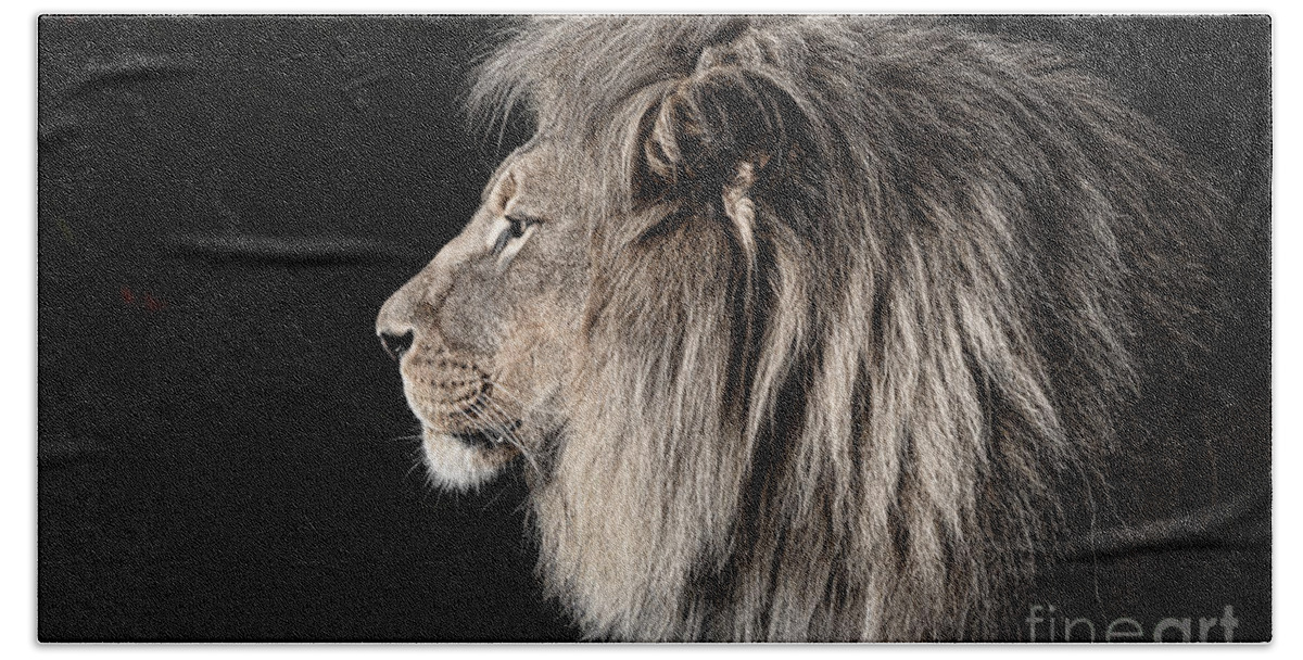 Lion Beach Sheet featuring the photograph Portrait of the King of the Jungle II by Jim Fitzpatrick