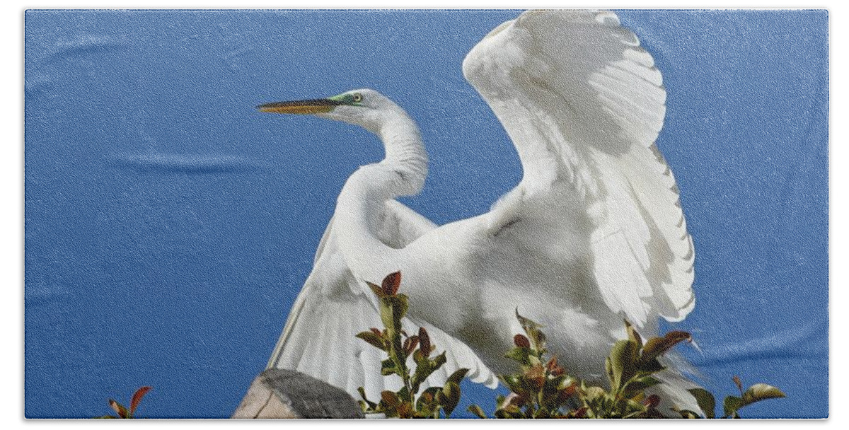 Great Egret Beach Towel featuring the photograph Pose 2 by Fraida Gutovich