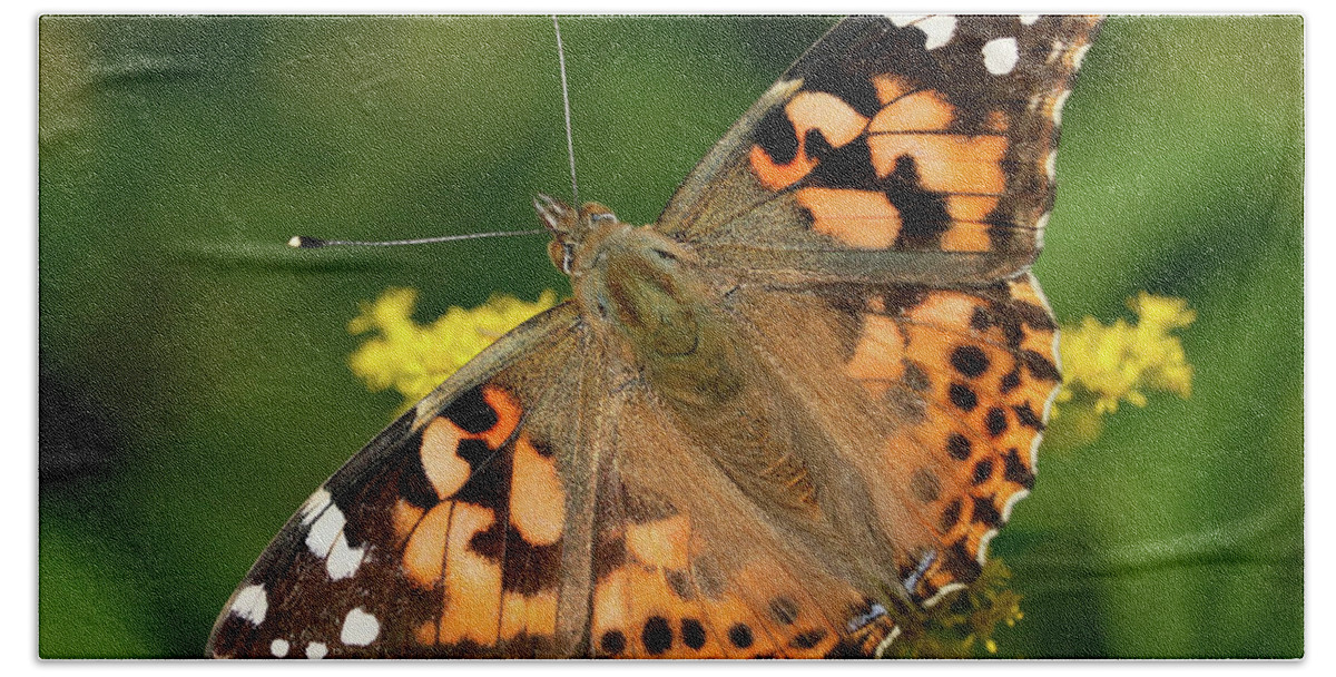 Painted Lady Butterfly Beach Sheet featuring the photograph Posing in the sun by Doris Potter