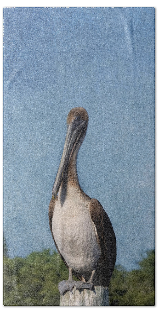 Pelican Beach Towel featuring the photograph Posing Pelican by Kim Hojnacki