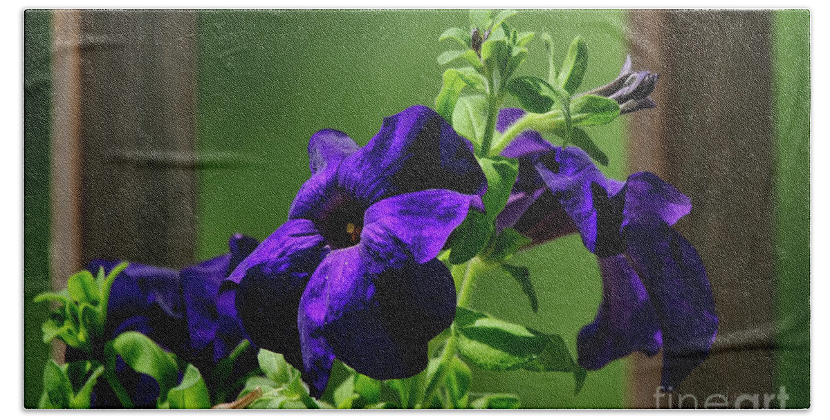 Petunia Beach Towel featuring the photograph Potted Purple Petunia Plant On The Porch by Lois Bryan