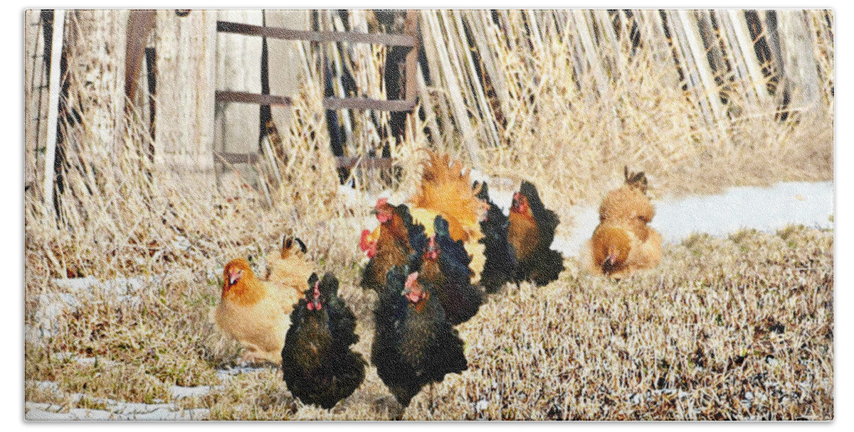 Poultry Parade Beach Towel featuring the photograph Poultry Parade by Kathy M Krause