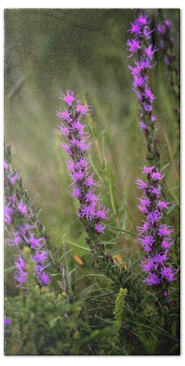 Blazing Star Beach Towel featuring the photograph Prairie Blazing Star by Susan Rissi Tregoning