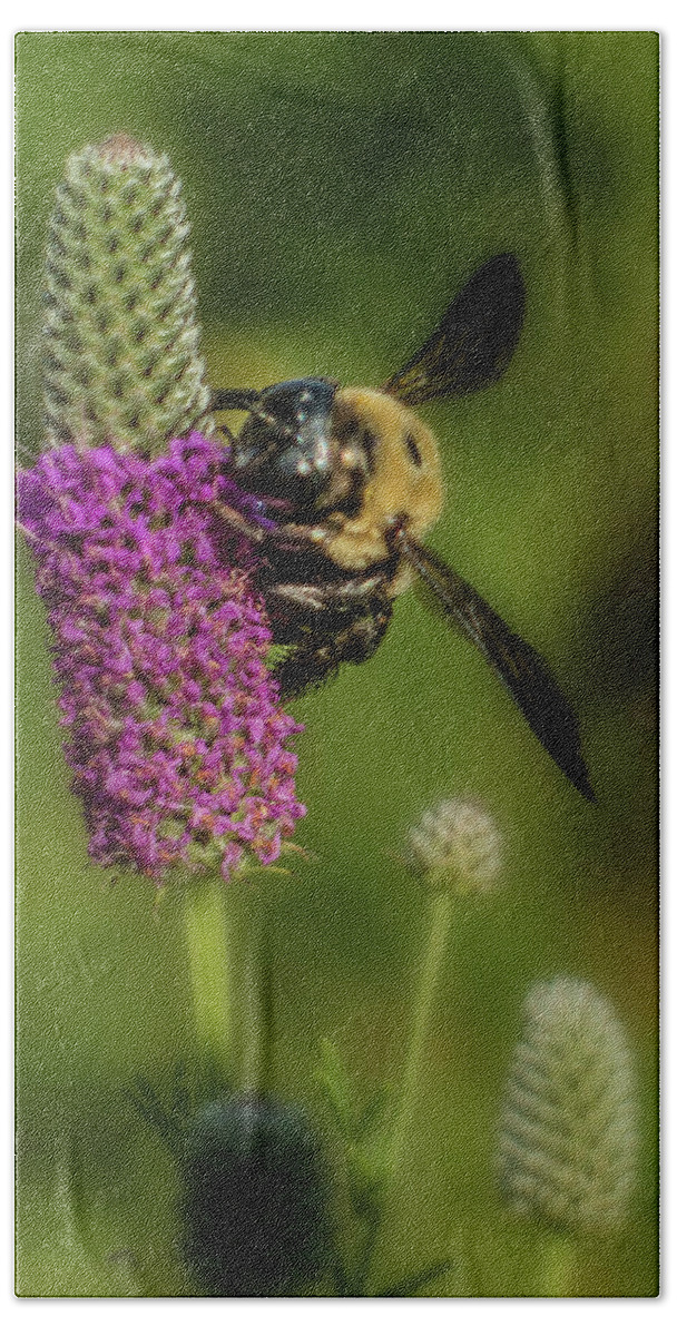 Flowers Beach Sheet featuring the photograph Prairie Clover and the Bee by Garry McMichael