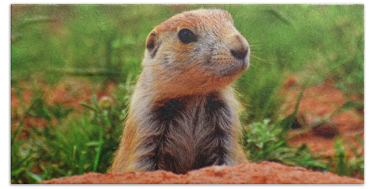 Wildlife Beach Sheet featuring the photograph Prairie Dogs 007 by George Bostian