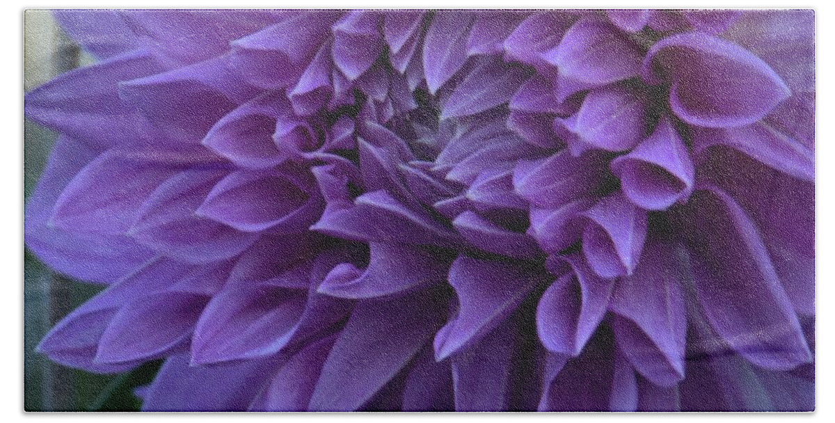 Dahlia Beach Towel featuring the photograph Pretty in Purple by Patricia Strand