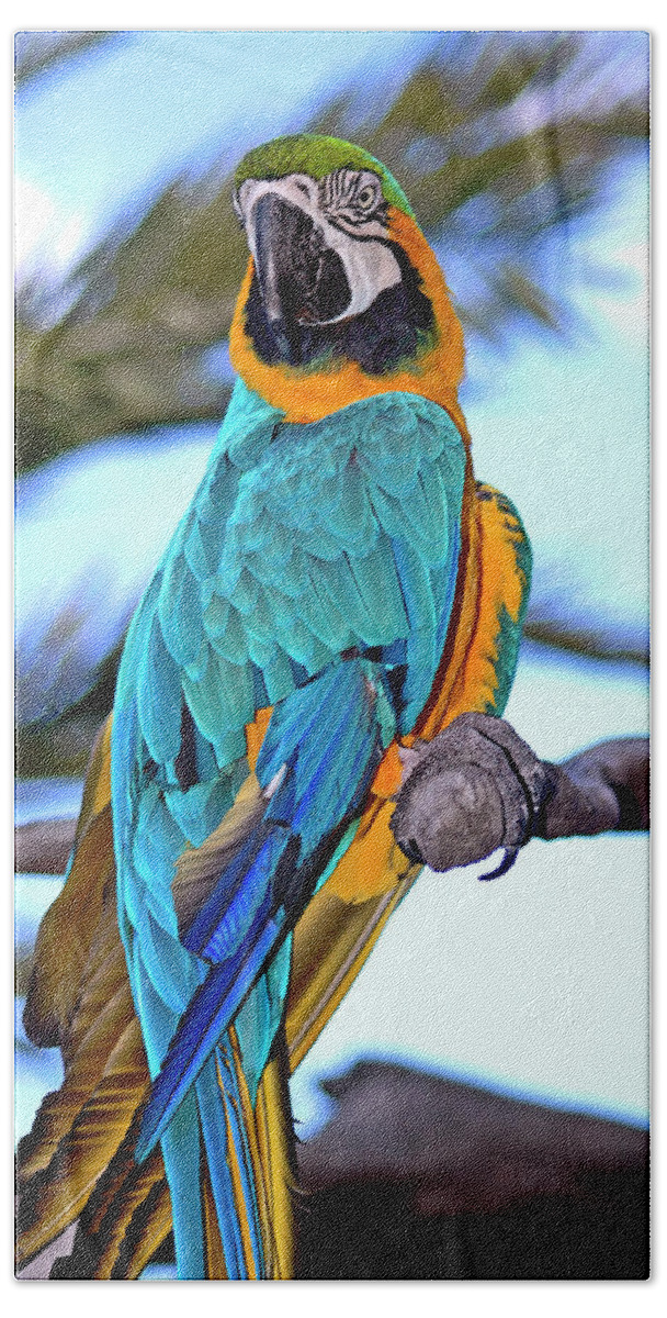 Macaw Beach Sheet featuring the photograph Pretty Parrot by Carolyn Marshall