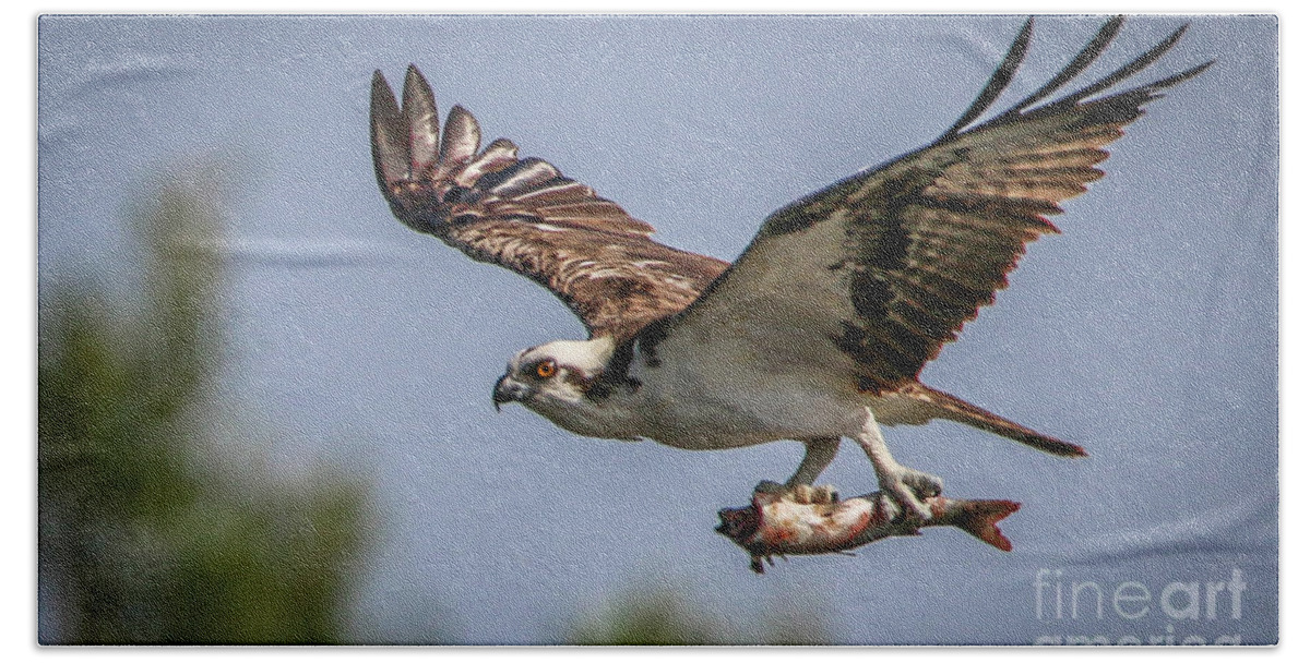 Osprey Beach Towel featuring the photograph Prey in Talons by Tom Claud