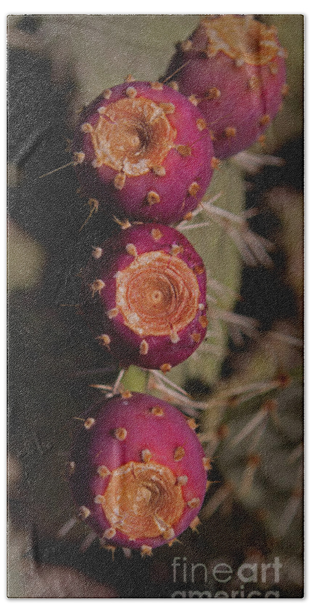 Cactus Beach Sheet featuring the photograph Prickly Pear Cactus With Fruit-Signed-#1016 by J L Woody Wooden