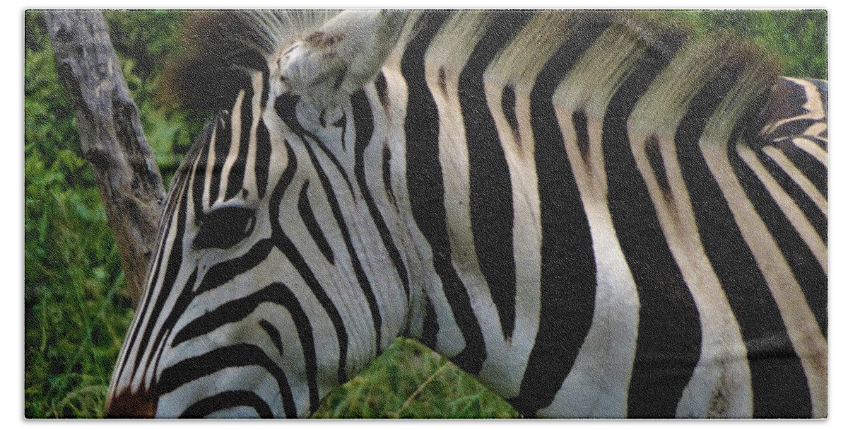 Zebras Beach Sheet featuring the photograph Profile zebra by Vijay Sharon Govender