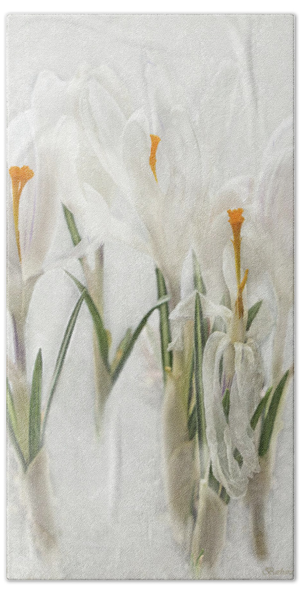 Crocus Beach Towel featuring the photograph Promise of Spring Crocus by Barbara McMahon