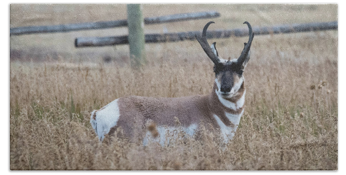 Grand Tetons Beach Towel featuring the photograph Pronghorn Antelope by Norman Reid