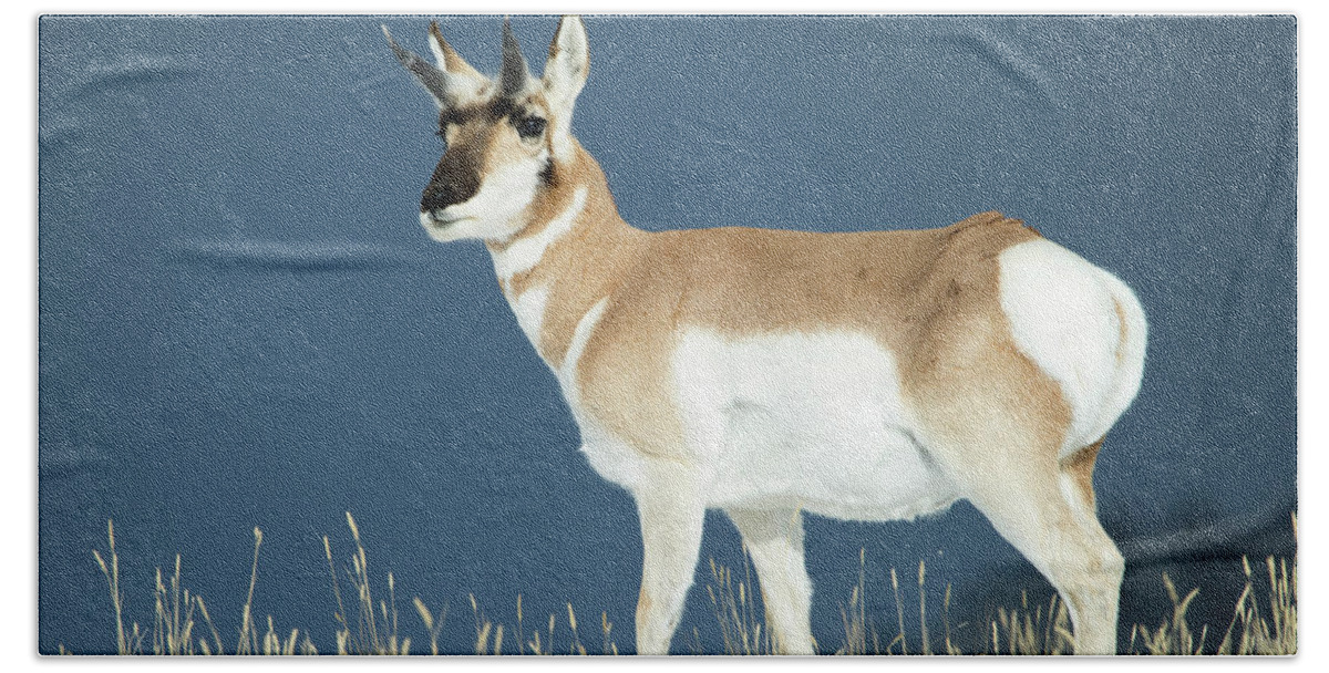 Pronghorn Beach Towel featuring the photograph Pronghorn by Deby Dixon