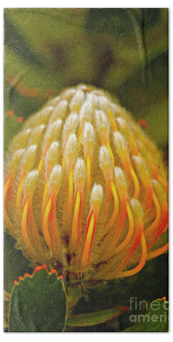 Protea Beach Towel featuring the photograph Proteas Ready to Blossom by Michael Cinnamond