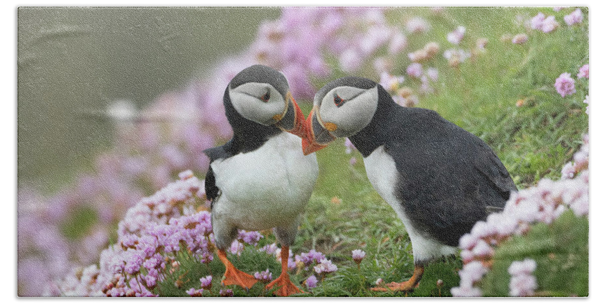 Puffin Beach Towel featuring the photograph Puffin Love by Pete Walkden