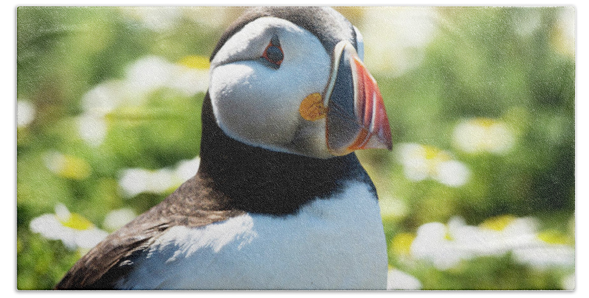  Beach Towel featuring the photograph Puffy Puffin by Framing Places