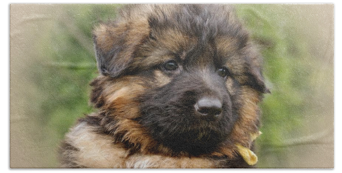 German Shepherd Beach Towel featuring the photograph Puppy Portrait II by Sandy Keeton