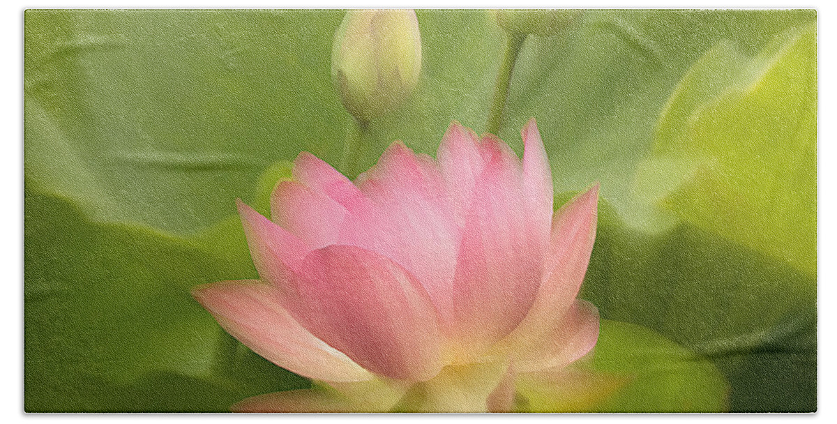 Pink Lotus Flower Beach Sheet featuring the photograph Purity Reborn by John Poon