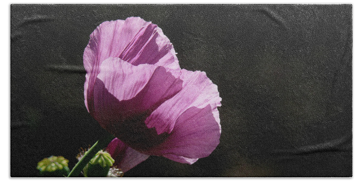 Purple Beach Towel featuring the photograph Purple Blessing by Evelyn Tambour