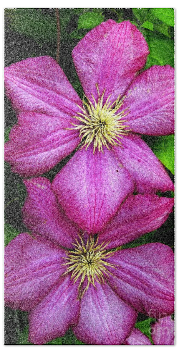 Clematis Beach Towel featuring the photograph Purple Clematis 2 by William Kuta