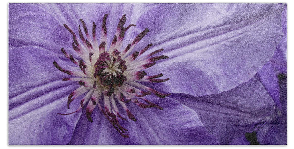 Flowers Beach Towel featuring the photograph Purple Clematis Blossom by Louis Dallara