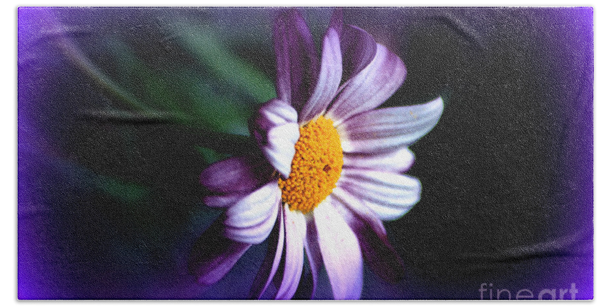 Spring Time Beach Towel featuring the photograph Purple Daisy Flower by Susanne Van Hulst