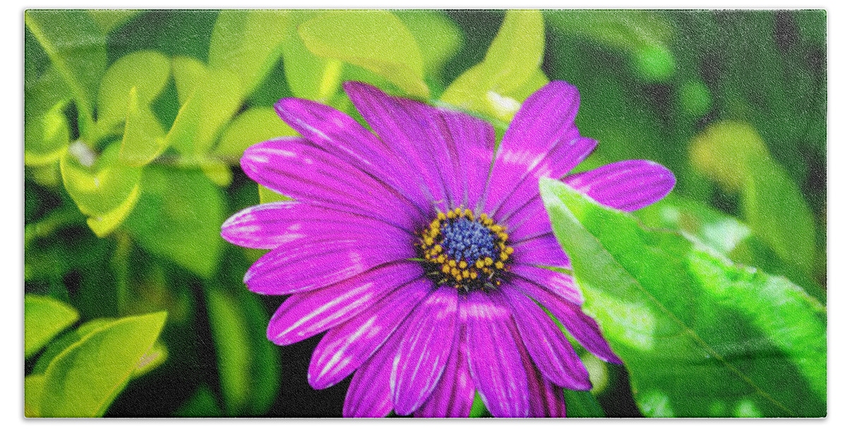 Flower Beach Sheet featuring the photograph Purple Flower by Daniel Murphy