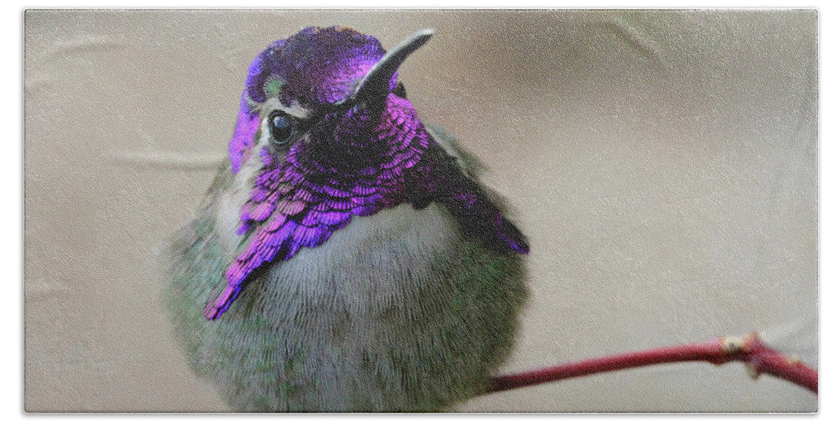 Costa's Hummingbird Beach Sheet featuring the photograph Purple Head by Shoal Hollingsworth